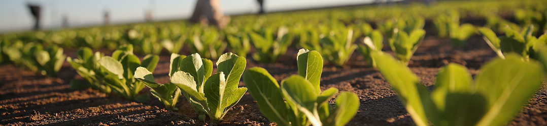 lettuce-farm-california